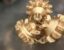 Click to view 8 1-2in Varel Mill Tooth Tricone Drill Bit