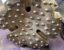 Click to view 17 1-2 in SD12 Hammer Bit